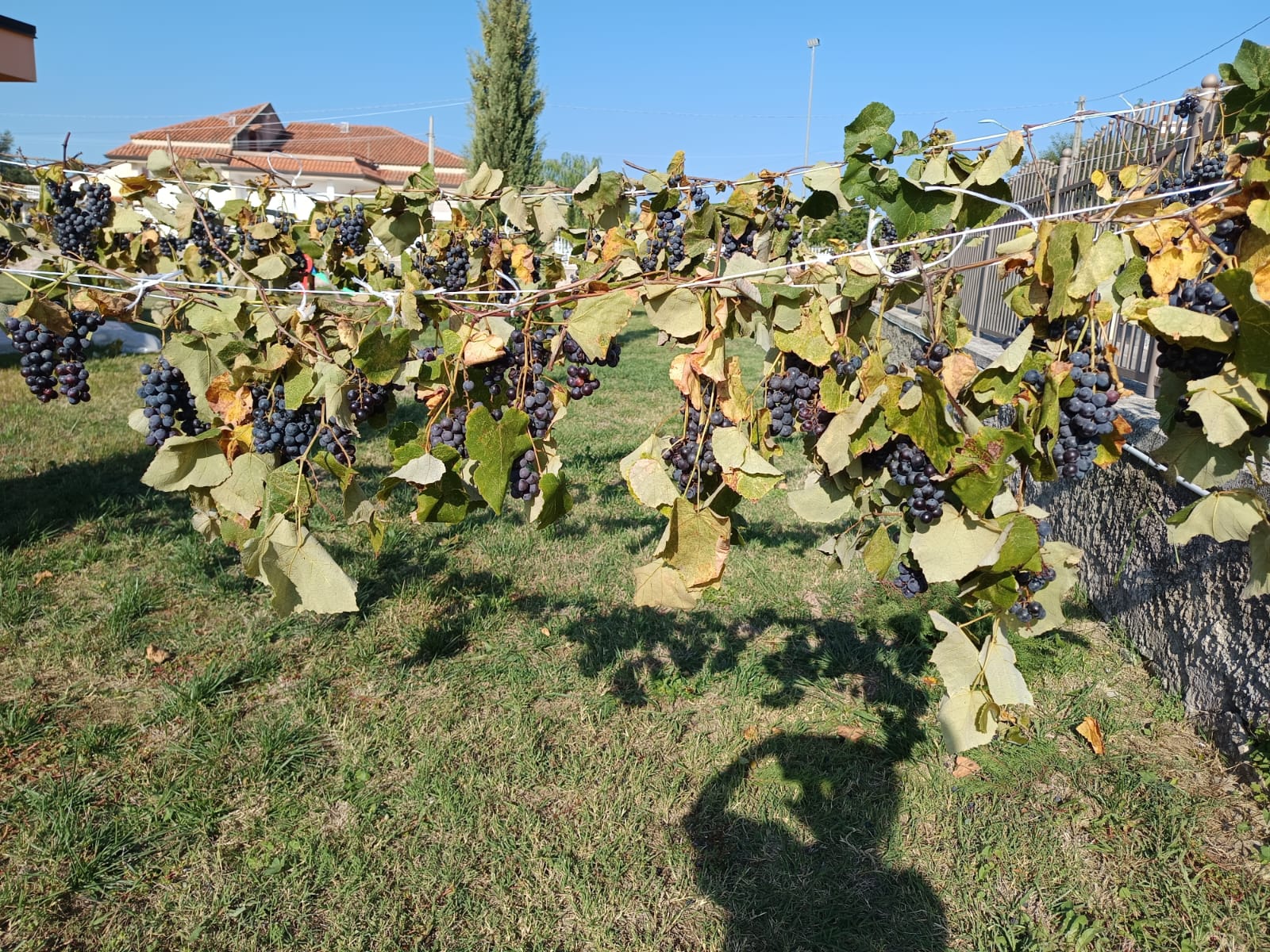 IMG-20251014-WA0158