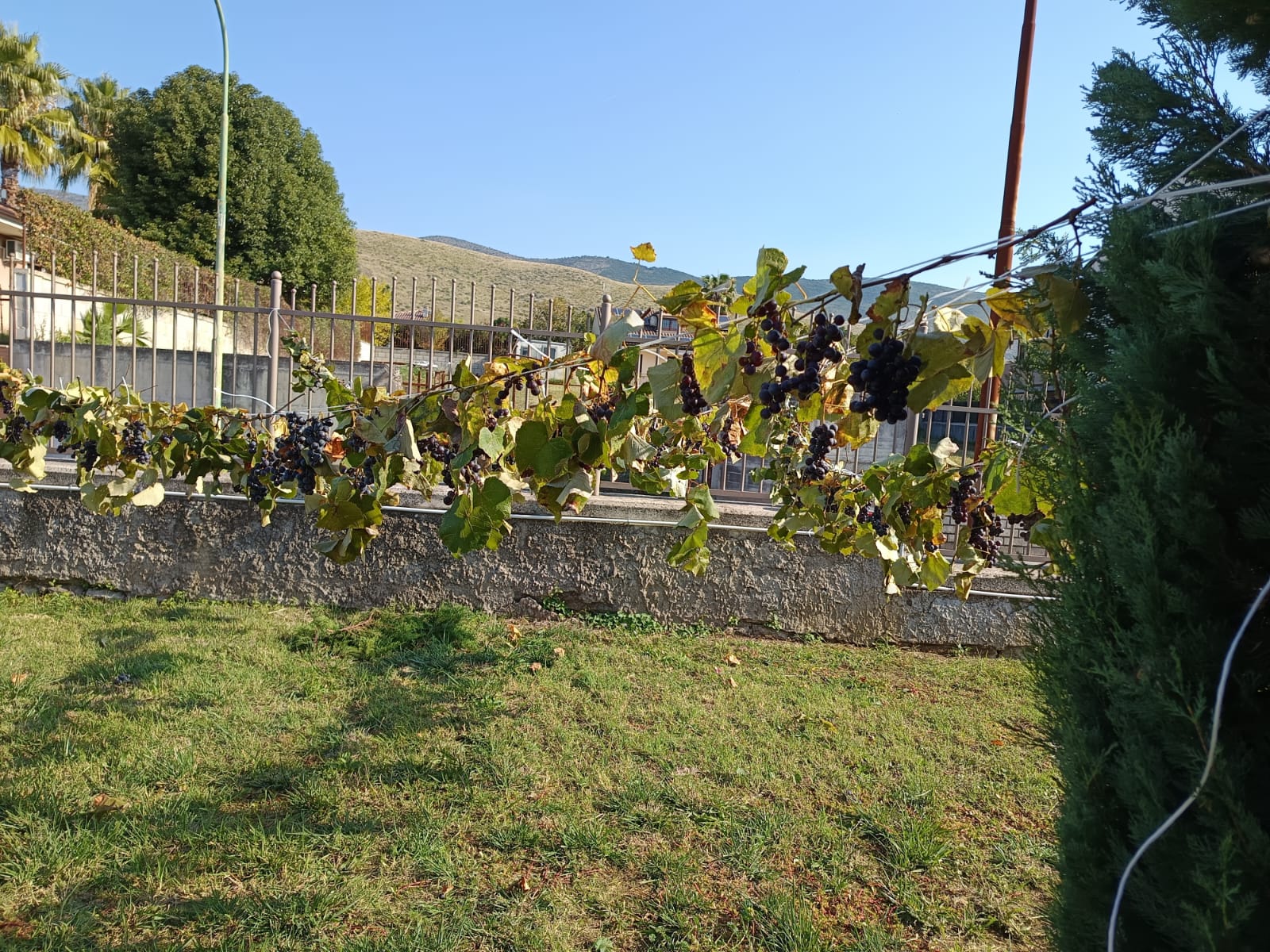 IMG-20251014-WA0161