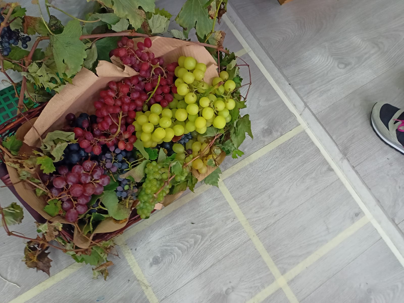 vendemmia pascoli 20