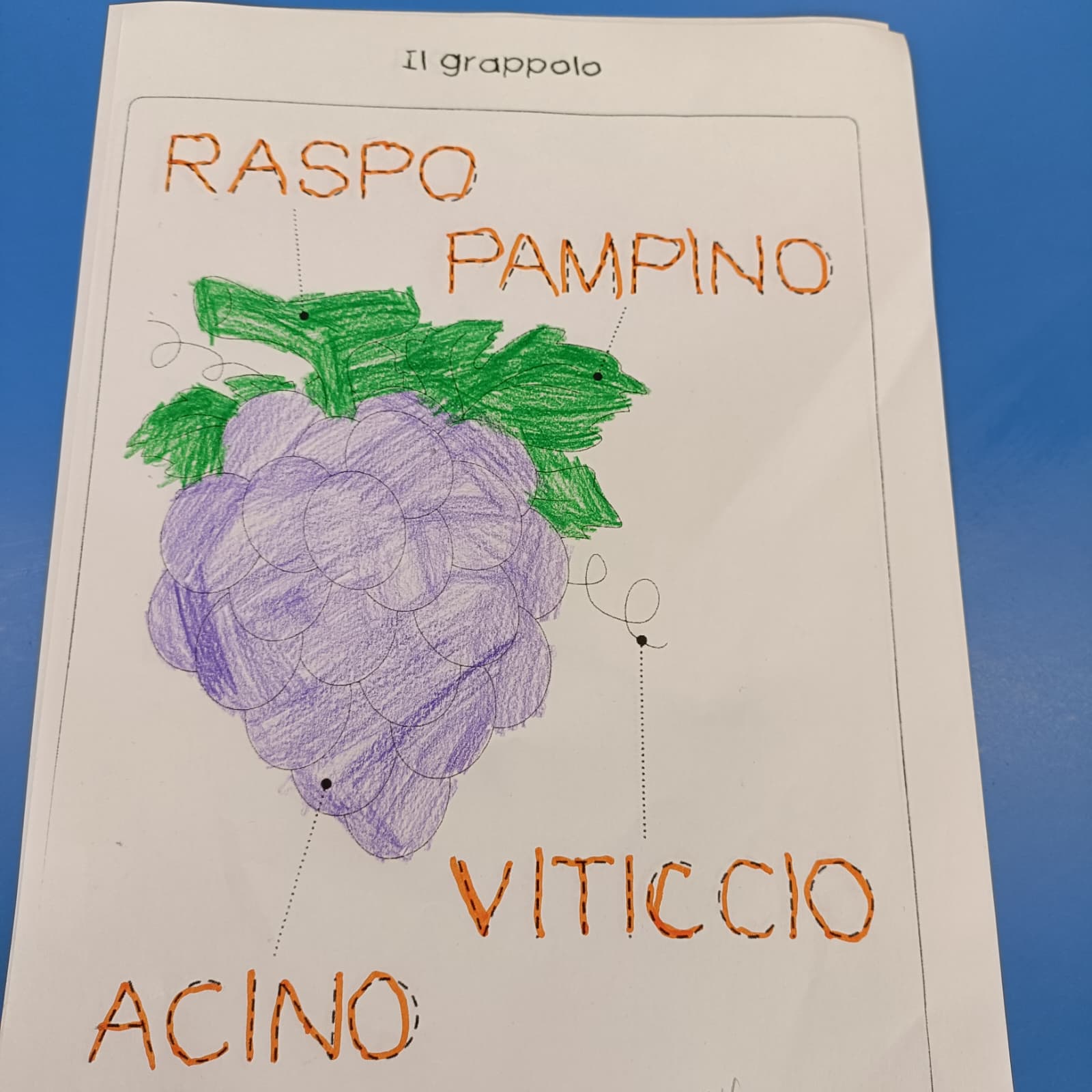 vendemmia pascoli 9