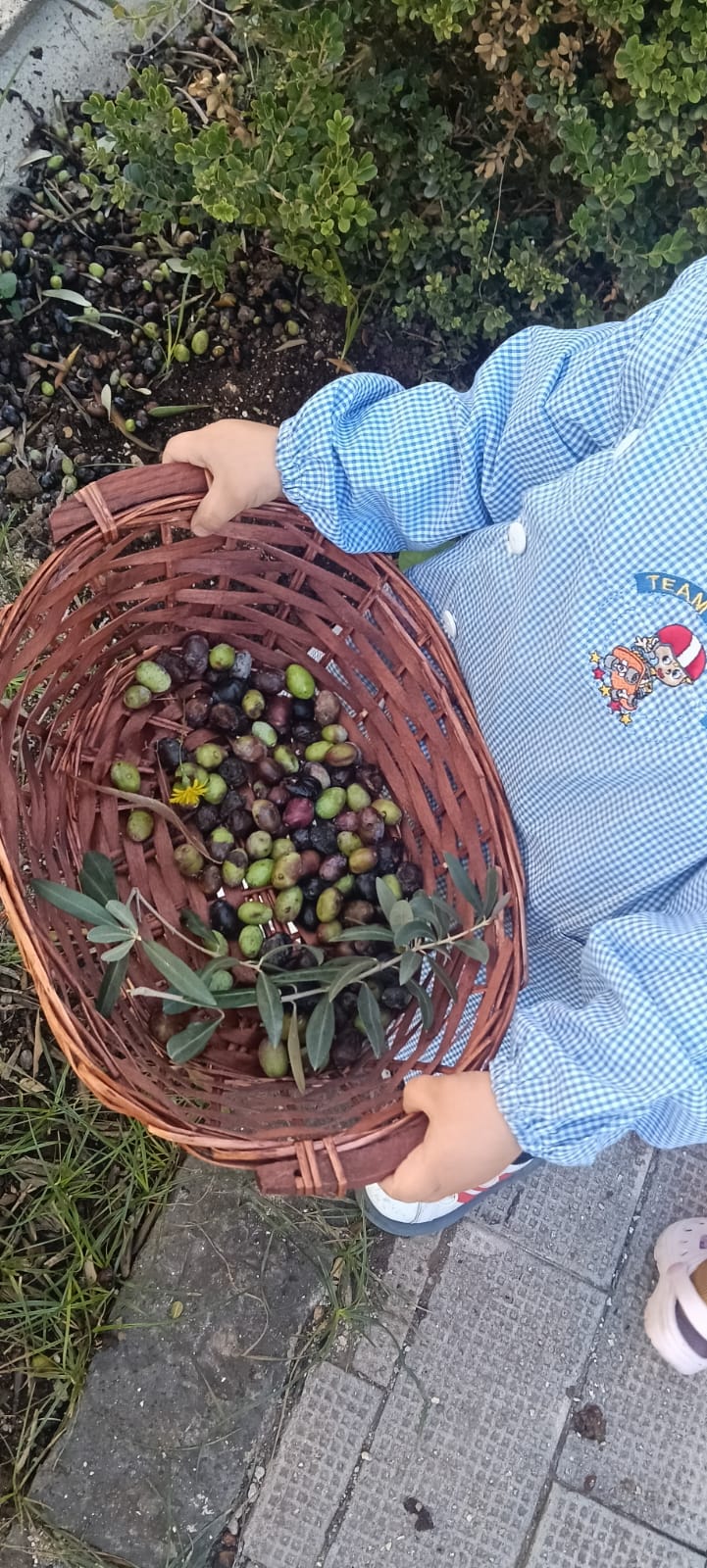 Laboratorio olive - plesso Pascoli 