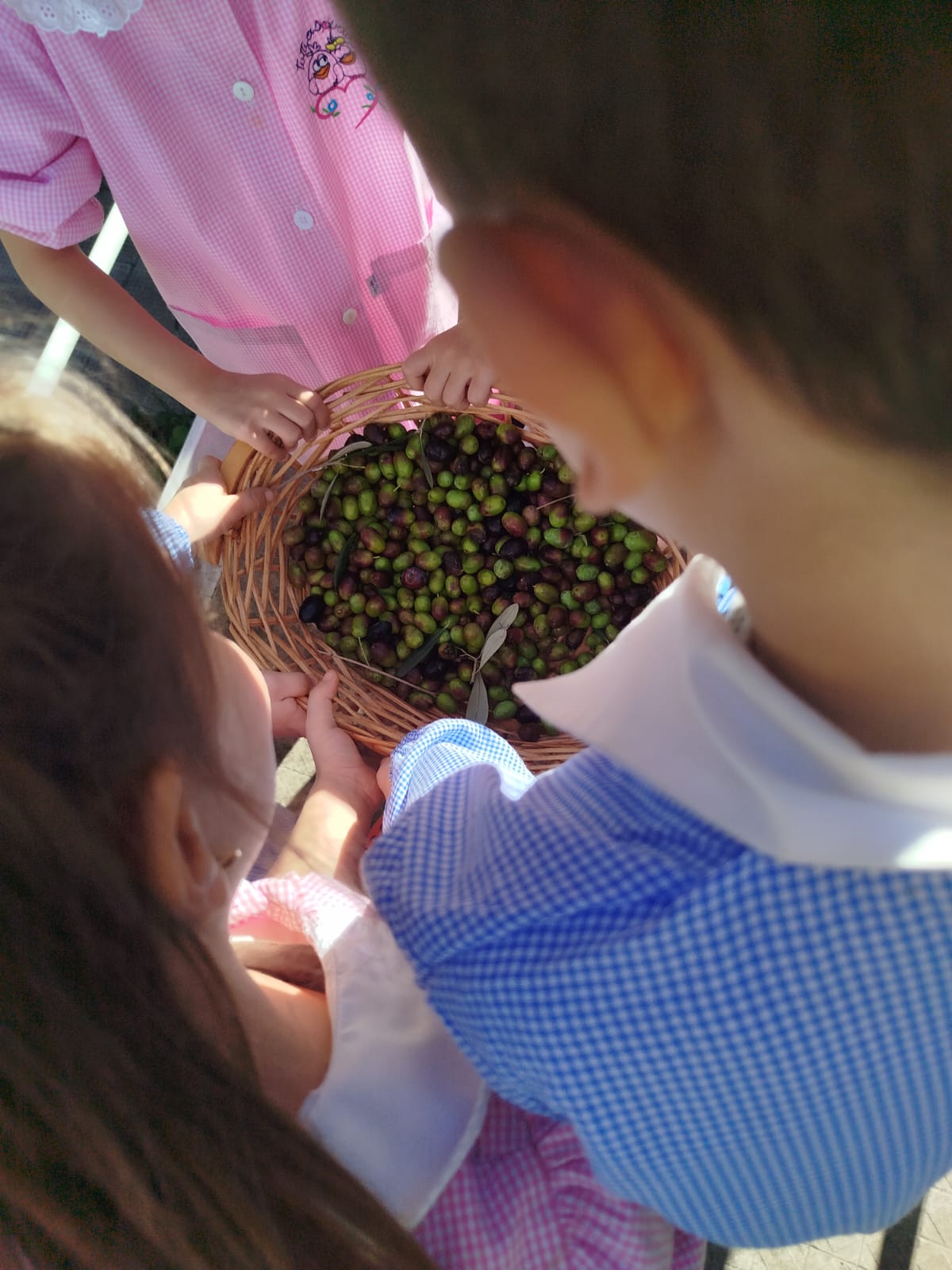 Laboratorio olive - plesso Pascoli 