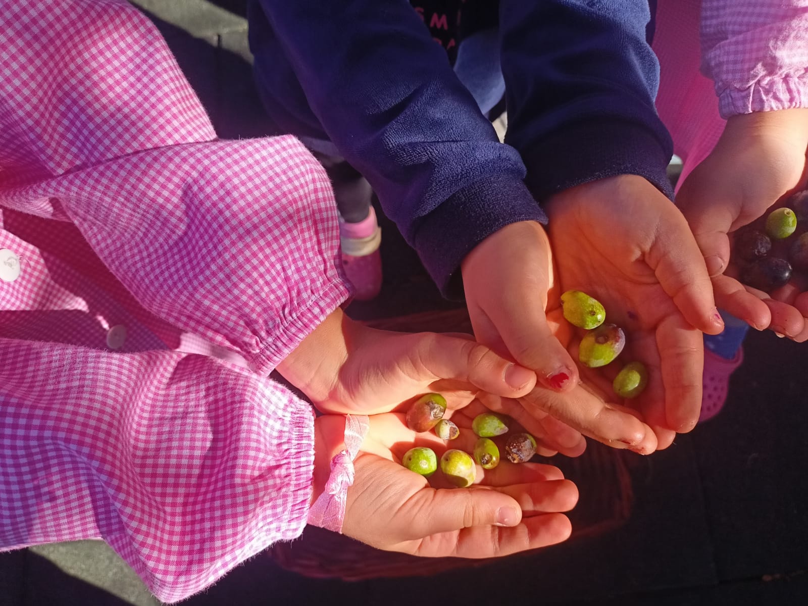 Laboratorio olive - plesso Pascoli 