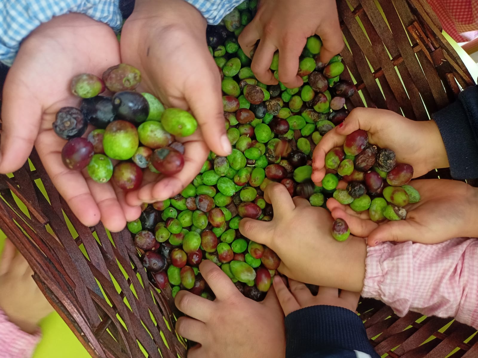 Laboratorio olive - plesso Pascoli 